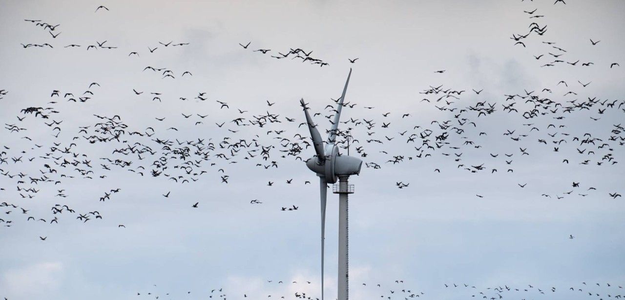 Infraschall von Windrädern macht nicht krank - Mythos (Foto: AdobeStock 387815483 kranidi)