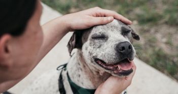 Hundeleiden durch falsche Erziehung: Vorbeugen und (Foto: AdobeStock - Preeya 508820744)