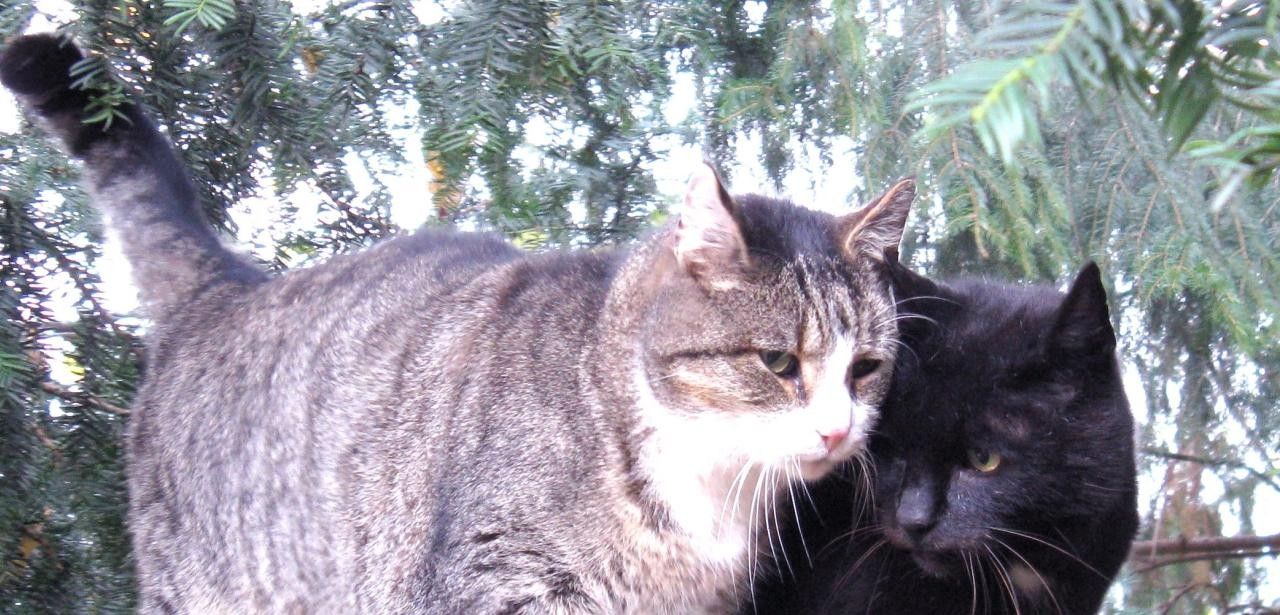 Helfende Hände für herrenlose Katzen in Gerresheim (Foto: Brigitte Regitz)